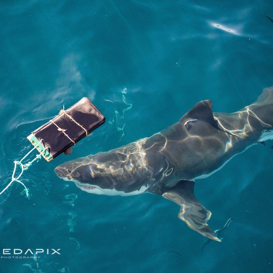 Scientists find new bite-resistant wetsuits can reduce shark bite injuries